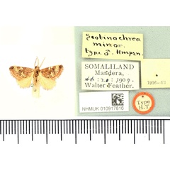 /filer/webapps/moths/media/images/M/minor_Scotinochroa_HT_BMNH.jpg