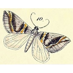 /filer/webapps/moths/media/images/B/bitrita_Ortholitha_HT_Felder_1875_132-10.jpg