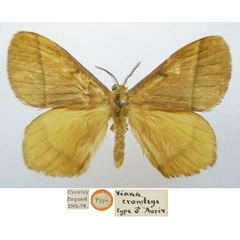 /filer/webapps/moths/media/images/C/crowleyi_Vianga_HT_NHMUKa.jpg