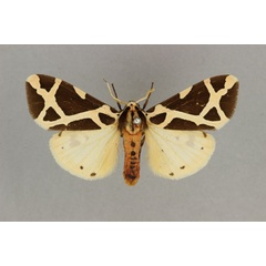 /filer/webapps/moths/media/images/E/ellioti_Seydelia_AM_BMNH_01.jpg
