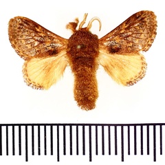 /filer/webapps/moths/media/images/V/venusta_Sporetolepis_AM_BMNH.jpg