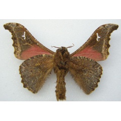 /filer/webapps/moths/media/images/G/goniata_Ludia_STM_NHMUKb.jpg