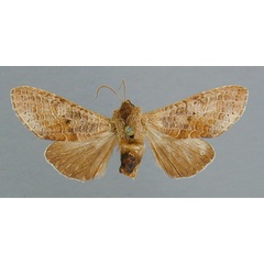 /filer/webapps/moths/media/images/R/roseimacula_Scranciola_HT_RMCA.jpg
