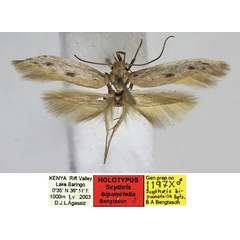 /filer/webapps/moths/media/images/B/bipunctella_Scythris_HT_BMNH_37FHZMS.jpg