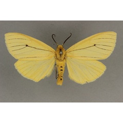 /filer/webapps/moths/media/images/T/tenuistrigata_Estigmene_AF_BMNH.jpg