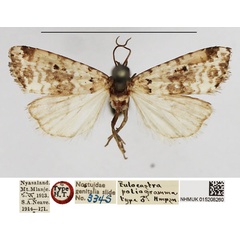 /filer/webapps/moths/media/images/P/poliogramma_Eulocastra_HT_NHMUK.jpg