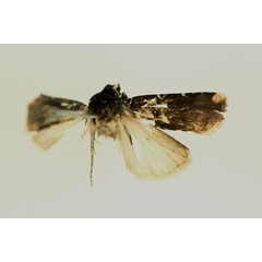/filer/webapps/moths/media/images/P/panconita_Euxootera_HT_RMCA_02.jpg