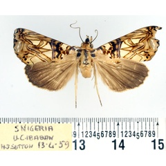 /filer/webapps/moths/media/images/S/speciosissima_Plusiodonta_A_BMNH.jpg