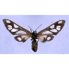 /filer/webapps/moths/media/images/M/monteiroi_Thyretes_HT_BMNH_01.jpg