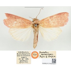 /filer/webapps/moths/media/images/R/rosescens_Borolia_HT_BMNH.jpg