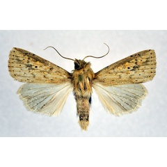 /filer/webapps/moths/media/images/P/pyrausta_Mythimna_A_NHMO.jpg