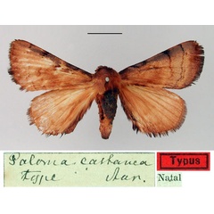 /filer/webapps/moths/media/images/C/castanea_Poloma_HT_SNHM.jpg