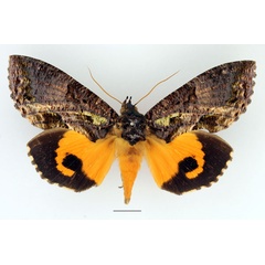 /filer/webapps/moths/media/images/I/imperator_Eudocima_AF_Basquin.jpg