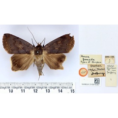 /filer/webapps/moths/media/images/F/fumida_Anua_HT_BMNH.jpg