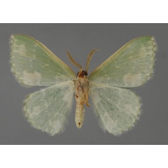 /filer/webapps/moths/media/images/A/alboviridata_Rhodesia_A_ZSM_02.jpg
