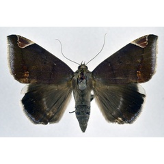 /filer/webapps/moths/media/images/J/jamesoni_Achaea_A_NHMO.jpg