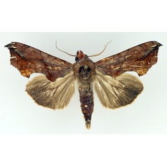/filer/webapps/moths/media/images/P/provocans_Oraesia_AM_TMSA_02.jpg