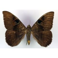 /filer/webapps/moths/media/images/F/fluctuosa_Cyligramma_A_RMCA.jpg