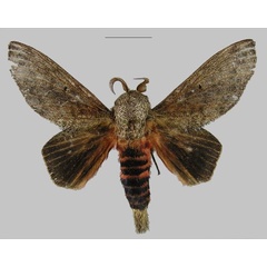/filer/webapps/moths/media/images/F/forficulatus_Gastroplakaeis_AM_RMCA.jpg