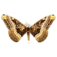 /filer/webapps/moths/media/images/O/ostentator_Dactyloceras_AM_Basquin_01.jpg