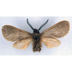 /filer/webapps/moths/media/images/M/moira_Metarctia_HT_BMNH_02.jpg