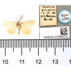 /filer/webapps/moths/media/images/P/puella_Lembopteris_STF_BMNH.jpg