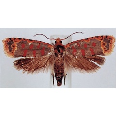 /filer/webapps/moths/media/images/O/ochrolegnia_Sanguinograptis_AM_BMNH.jpg