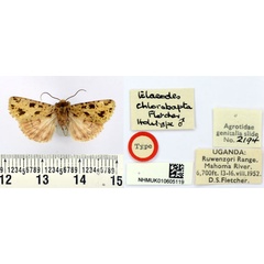 /filer/webapps/moths/media/images/C/chlorobapta_Elaeodes_HT_BMNH.jpg
