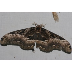 /filer/webapps/moths/media/images/L/lucina_Dactyloceras_A_Jrpeland.jpg