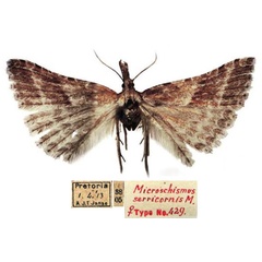 /filer/webapps/moths/media/images/S/serricornis_Microschismus_STF_TMSA.jpg
