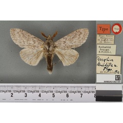 /filer/webapps/moths/media/images/D/denudata_Dasychira_HT_BMNH.jpg