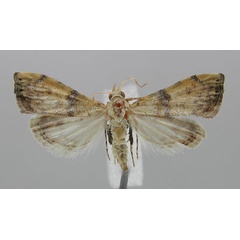 /filer/webapps/moths/media/images/S/schmitzi_Ptychopseustis_PT_ZHMB.jpg