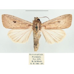 /filer/webapps/moths/media/images/J/joannisi_Leucania_AF_BMNH.jpg