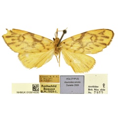 /filer/webapps/moths/media/images/S/similis_Asuroides_HT_BMNH.jpg