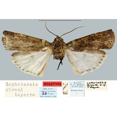 /filer/webapps/moths/media/images/G/girmai_Lophotarsia_HT_MNHN.jpg