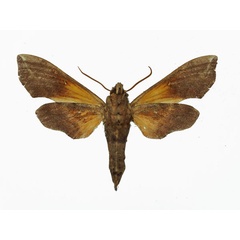 /filer/webapps/moths/media/images/L/lasti_Temnoripais_AF_Basquin_01b.jpg