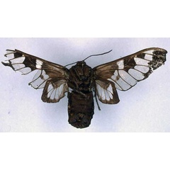 /filer/webapps/moths/media/images/V/vitreata_Balacra_HT_BMNH_02.jpg