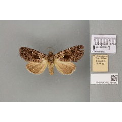 /filer/webapps/moths/media/images/T/titanica_Lithacodia_PTF_BMNH_02a.jpg
