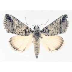 /filer/webapps/moths/media/images/P/phaeocyma_Tytroca_AM_TMSA_02.jpg