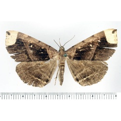 /filer/webapps/moths/media/images/A/apicata_Deinypena_AF_BMNH.jpg