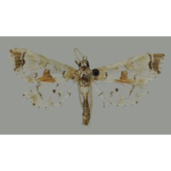 /filer/webapps/moths/media/images/P/pseudorbonalis_Leucinodes_HT_Mally.jpg