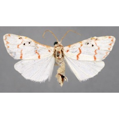 /filer/webapps/moths/media/images/P/pallidilinea_Cyana_PT_BMNH.jpg