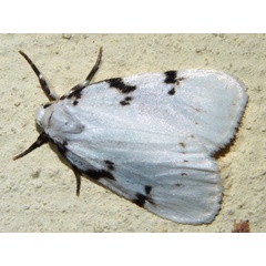 /filer/webapps/moths/media/images/R/rhodostriata_Cyana_A_Grobler.jpg