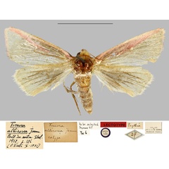 /filer/webapps/moths/media/images/A/albirosea_Timora_LTM_MNHN.jpg