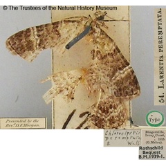 /filer/webapps/moths/media/images/P/peremptata_Larentia_HT_BMNH.jpg
