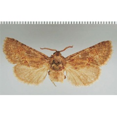 /filer/webapps/moths/media/images/P/punctulata_Lichtensteinia_AF_ZMHB.jpg