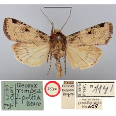 /filer/webapps/moths/media/images/P/polita_Georyx_HT_BMNH.jpg