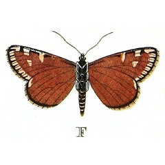 /filer/webapps/moths/media/images/J/julia_Phalaena_HT_Cramer1_7F.jpg