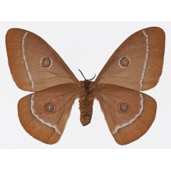 /filer/webapps/moths/media/images/G/gabonica_Bunaeopsis_AF_Basquinb.jpg