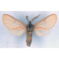 /filer/webapps/moths/media/images/N/neaera_Metarctia_PLT_BMNH_01.jpg